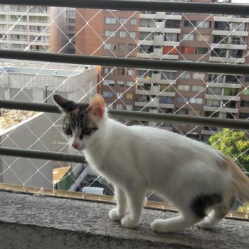 Mallas de Seguridad para Mascotas 2