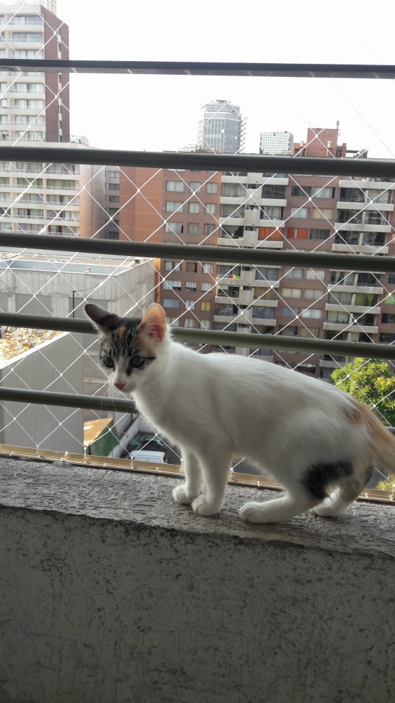 Mallas de Seguridad para Mascotas