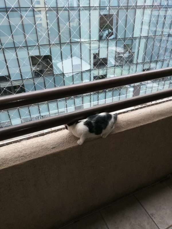 Mallas de Seguridad para Mascotas 4